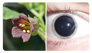 Image result for beladona