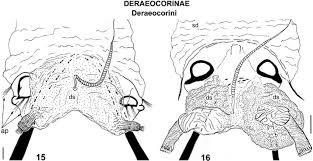 Attēlu rezultāti vaicājumam “Alloeotomus sp.”
