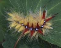 Attēlu rezultāti vaicājumam “Acronicta aceris larva”