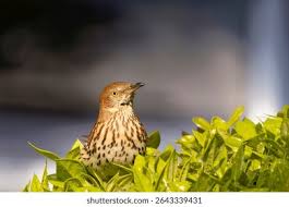 Image result for Toxostoma rufum