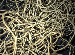 Attēlu rezultāti vaicājumam “Ramalina thrausta”