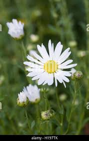 Image result for Leucanthemella serotina