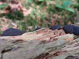 Attēlu rezultāti vaicājumam “Lindbladia tubulina”