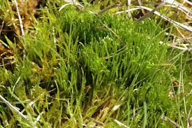 Attēlu rezultāti vaicājumam “Straminergon stramineum”