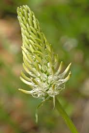 Attēlu rezultāti vaicājumam “Phyteuma spicatum”