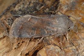 Attēlu rezultāti vaicājumam “Orthosia incerta”