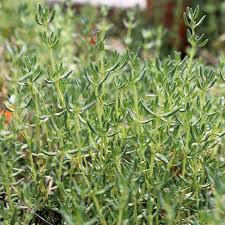 Image result for Thymian