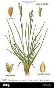 Attēlu rezultāti vaicājumam “Danthonia decumbens”