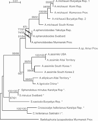 Attēlu rezultāti vaicājumam “Anastrophyllum hellerianum”
