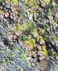 Attēlu rezultāti vaicājumam “Physarum viride var. incanum macro”