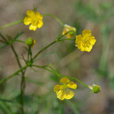 Attēlu rezultāti vaicājumam “Ranunculus polyanthemos”