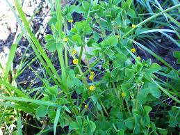 Attēlu rezultāti vaicājumam “Medicago lupulina”