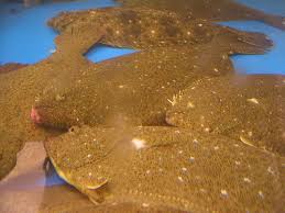 Image result for Paralichthys lethostigma