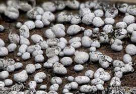 Attēlu rezultāti vaicājumam “Badhamia panicea”