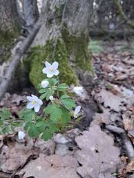 Attēlu rezultāti vaicājumam “Isopyrum thalictroides flower”