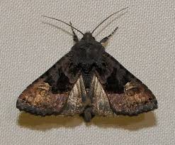 Attēlu rezultāti vaicājumam “Euplexia lucipara”