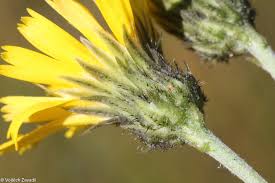 Attēlu rezultāti vaicājumam “Hieracium laevigatum”