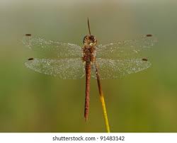 Attēlu rezultāti vaicājumam “Sympetrum vulgatum”