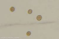 Attēlu rezultāti vaicājumam “Badhamia macrocarpa”