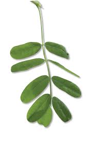 Attēlu rezultāti vaicājumam “Caragana arborescens leaf”