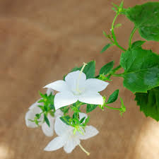 Image result for Campanula isophylla
