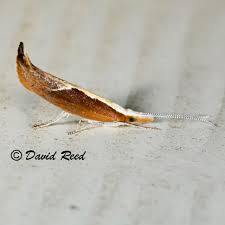 Attēlu rezultāti vaicājumam “Ypsolopha dentella”