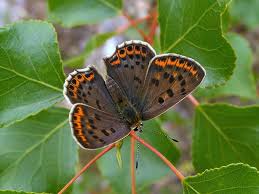 Attēlu rezultāti vaicājumam “Lycaena tityrus female”
