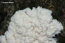 Attēlu rezultāti vaicājumam “Brefeldia maxima plasmodium”