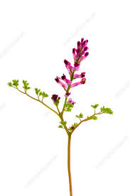 Attēlu rezultāti vaicājumam “Fumaria officinalis flower”