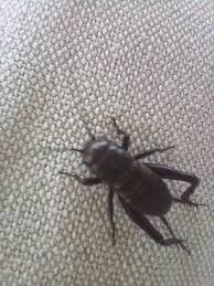 Attēlu rezultāti vaicājumam “Gryllus domesticus”