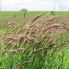 Attēlu rezultāti vaicājumam “Holcus lanatus  fruit”
