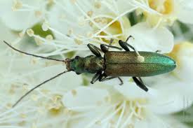 Attēlu rezultāti vaicājumam “Chrysanthia viridissima”