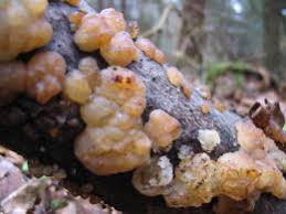 Attēlu rezultāti vaicājumam “Exidia cartilaginea”