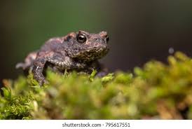 Attēlu rezultāti vaicājumam “Bufo bufo juvenile”
