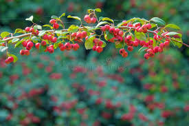 Attēlu rezultāti vaicājumam “Cotoneaster multiflorus fruit”