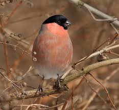 Attēlu rezultāti vaicājumam “Pyrrhula pyrrhula”