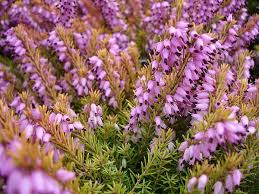 Attēlu rezultāti vaicājumam “Erica x darleyensis flower”