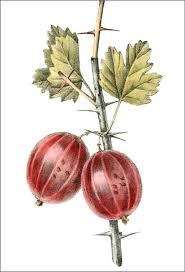 Attēlu rezultāti vaicājumam “Ribes uva-crispa”