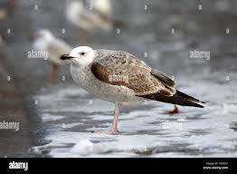 Image result for Larus cachinnans