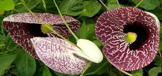 Attēlu rezultāti vaicājumam “Aristolochiaceae”