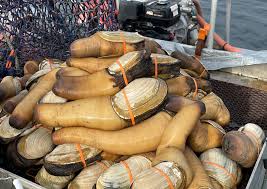 Image result for geoduck