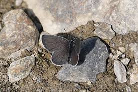 Attēlu rezultāti vaicājumam “Cupido minimus female”