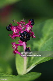 Attēlu rezultāti vaicājumam “Phytolacca acinosa flower”