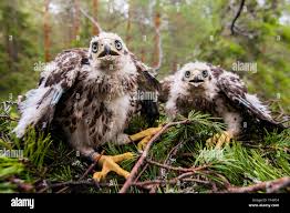 Attēlu rezultāti vaicājumam “Accipiter gentilis nest”