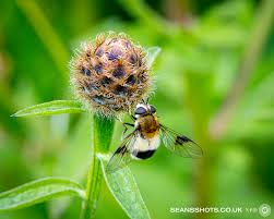 Attēlu rezultāti vaicājumam “Leucozona lucorum”
