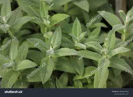 Attēlu rezultāti vaicājumam “Mentha longifolia”