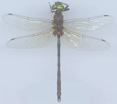 Attēlu rezultāti vaicājumam “Cordulidae”