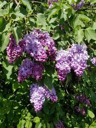 Attēlu rezultāti vaicājumam “Syringa vulgaris”