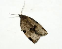 Attēlu rezultāti vaicājumam “Lozotaenia forsterana”