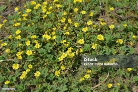 Attēlu rezultāti vaicājumam “Potentilla arenaria bud”